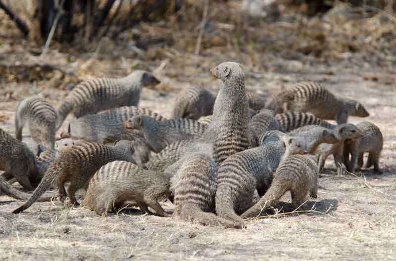 Mangosta - parque nacional de Etosha - Namibia 3.jpg
